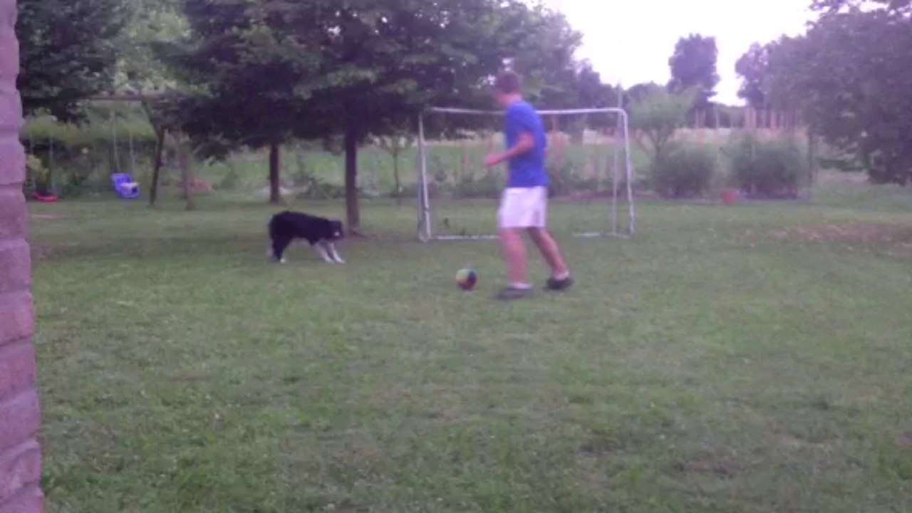 Il cane portiere