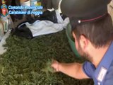 Cerignola (FG) - Scoperta piantagione di marijuana (17.09.14)
