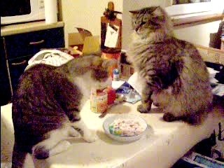 Cassie et Radjah : Une pause inattendue 🍽️