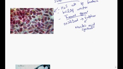 Microbiology LEC # 5,     Bacterial Inclusion Bodies