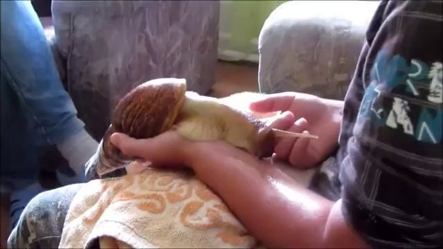 Evde Sümüklü Böcek Beslemek