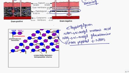 Microbiology,     LEC # 2,    Bacterial Cell Wall