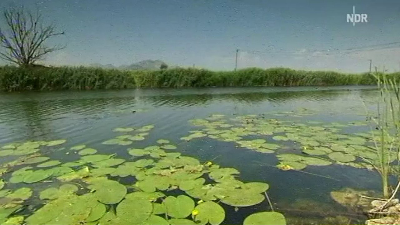 mareTV - Dalmatiens S?den