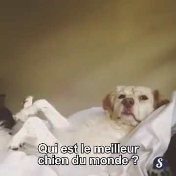 Qui est le meilleur des chiens ?