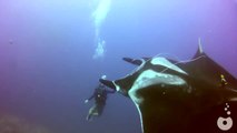Manta Ray Tangled In Fishing Line Asks Divers For Help
