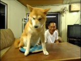 So funny dog hates his master. Hilarious pet!