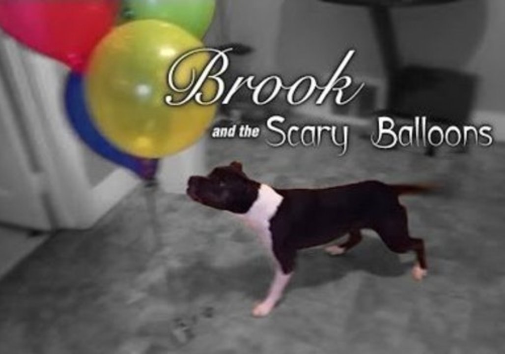 Dog Petrified by Colourful Balloons