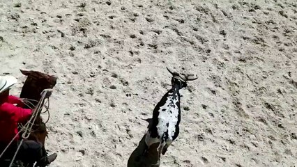 Equiblues le team-roping