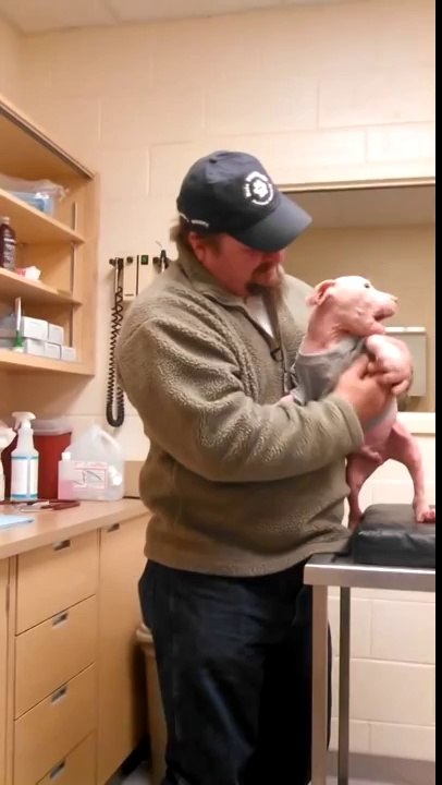 Un chiot Pit Bull reconnait son sauveteur