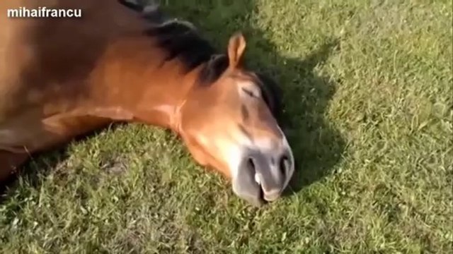 Les 10 vidéos de chevaux les plus marrantes