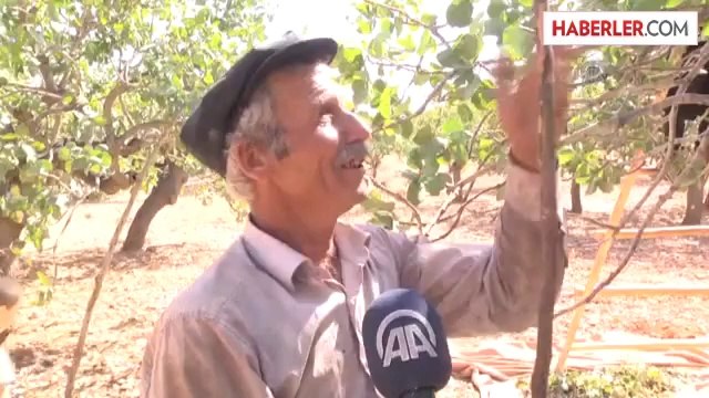 Yeşil altın üreticinin yüzünü güldürdü -