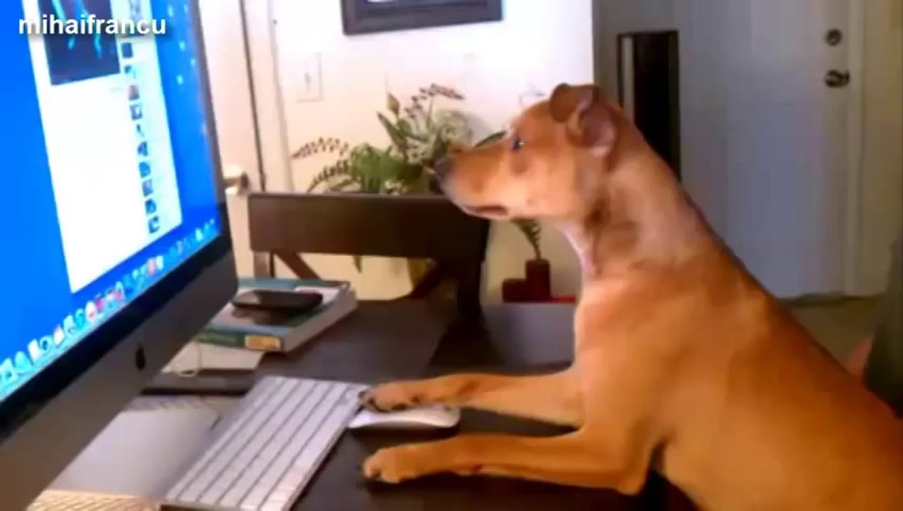 Animaux avec des attitudes humaine