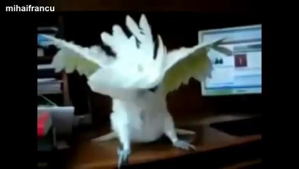 Des perroquets qui dancent!