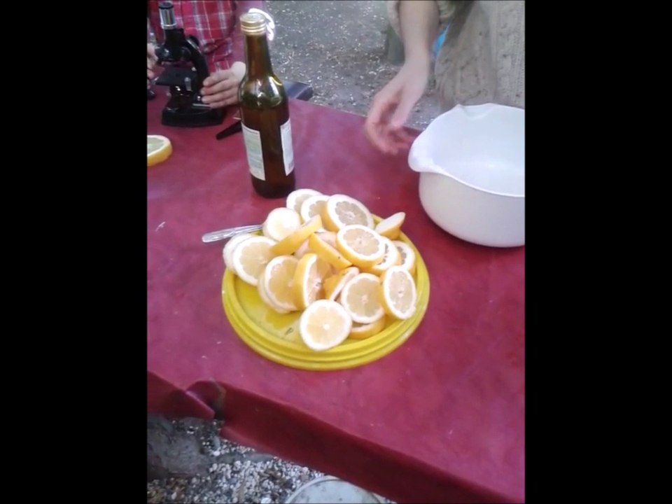 Limonade de sureau