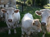 vaches dans le champ entre le four à ban et la ferme du donjon