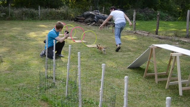 Parcours d'agility maison spécial chihuahua