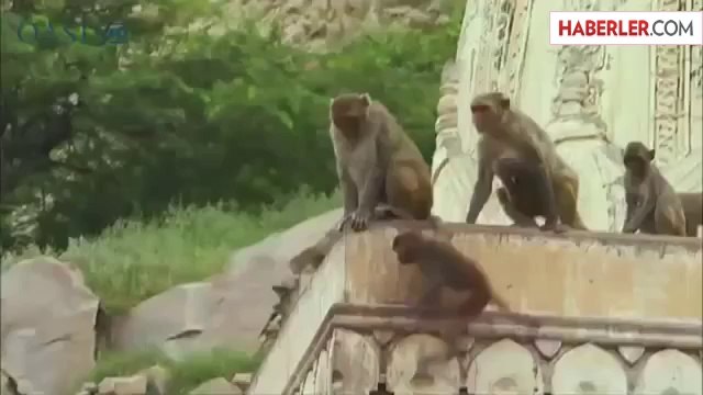 Yavrusunu Kaybetmiş Maymunun Gözyaşları