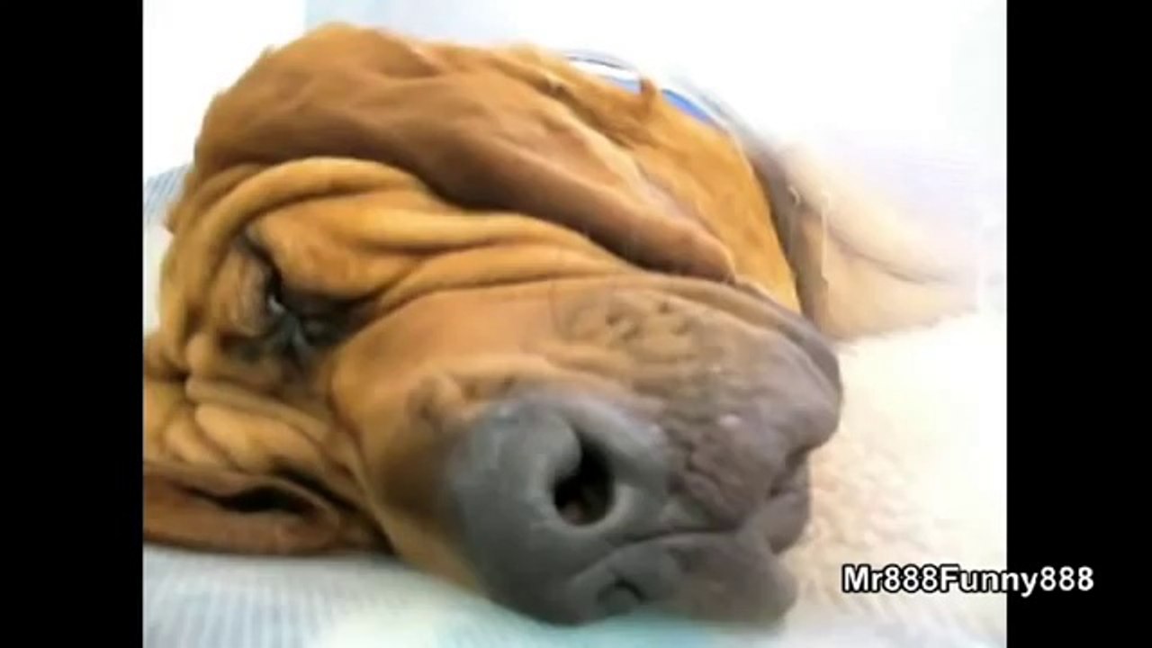 Adorable : ces animaux sont pris en flagrant délit de ronflement !