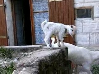 Paiement EMI à 6 Jours 🗓️