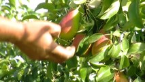 D!CI TV: les Polonais bien présents dans les Hautes-Alpes pour la récolte des pommes