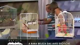 TV Gazeta 2014-09-16 Revista da Cidade Aves (2)