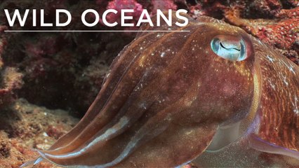 Hermit crab dinnertime & cuttlefish egg drop