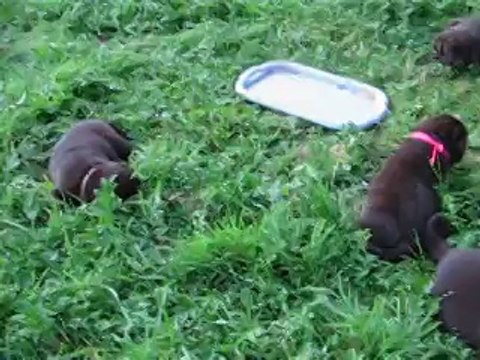 bébés labrador chocolat - élevage du domaine de la sauvagine-normandie-calvados