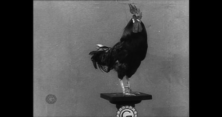 Le coq dressé de Cook et Rilly (1905) Musée Gaumont