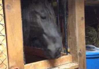 Horse Savours Every Delicious Second of Mini Doughnut Treat