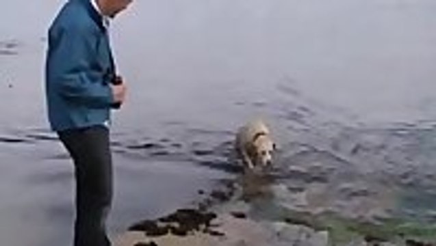 Dogs are everybody's best friend - including dolphins