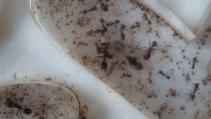 225.HDV - MbPD19&20.N4.20140915.bob