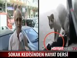 SOKAK KEDİSİNDEN DERS ALIN