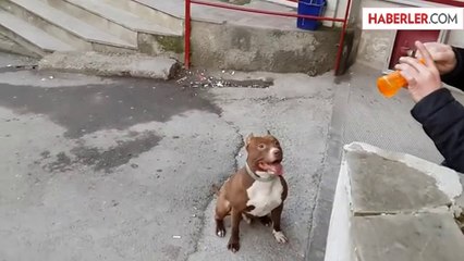 Köpek Baloncukları Görünce Yerinde Duramadı