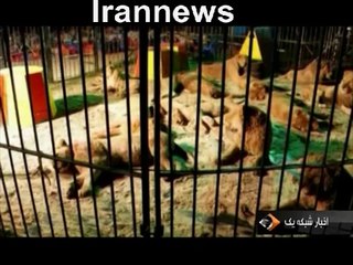 نهایت وحشیکری به حیوانات در سیرک ایران