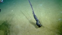 Stunning sea animal : Siphonophore found in pelagic zone!