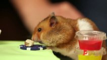 Hamster vs Kobayashi - Concours de mangeur de burger!