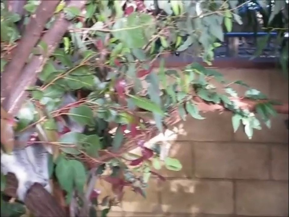 Oliver Heldens vs New Order - Koala confusion (Bastard Batucada Eucalipto Mashup)