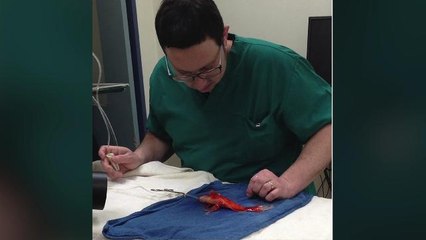 Goldfish Survives Surgery and Extends Life By 20 years!