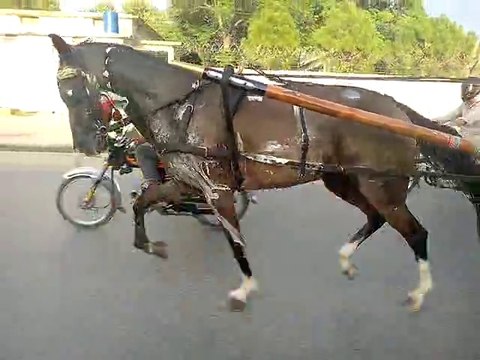 horse race try sayeen ke gori zahid rafiq tanga maker rawalpindi