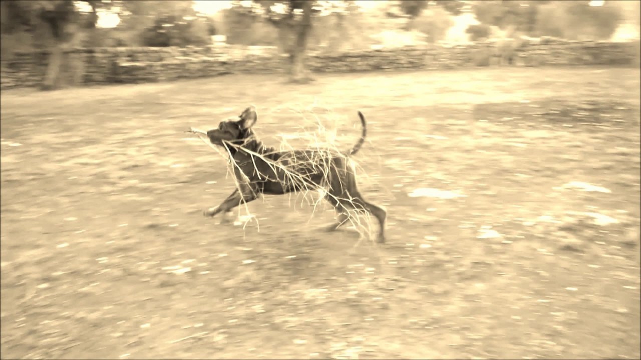 neapolitan mastiff conan il gazzello