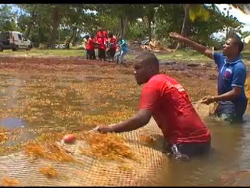 Algues sargasses Vauclin