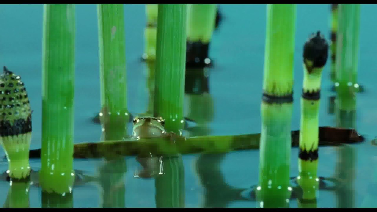 La Clé des champs - Ext - La grenouille