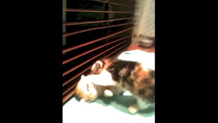 Batman and Robin Return 2014 Baby cat's(720p_H.264-AAC)