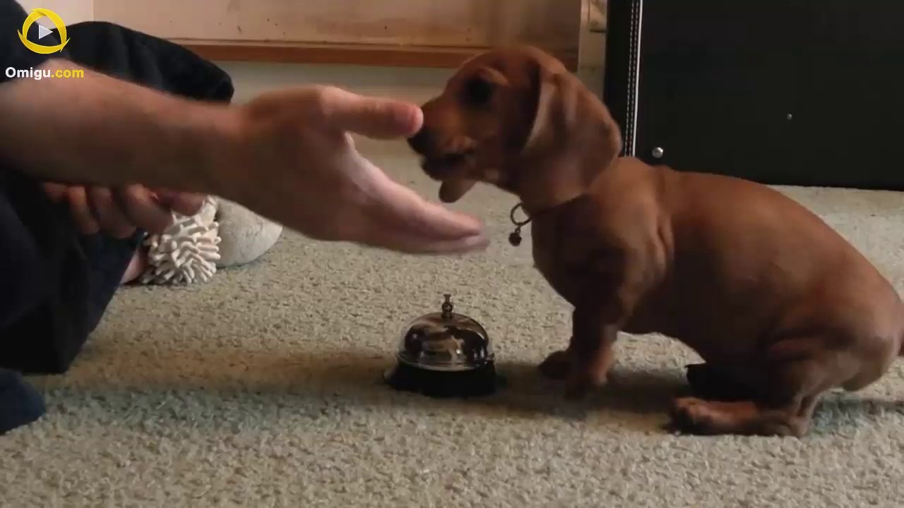 Maddie the 10 Week old Dachshund learning to ring a service bell!