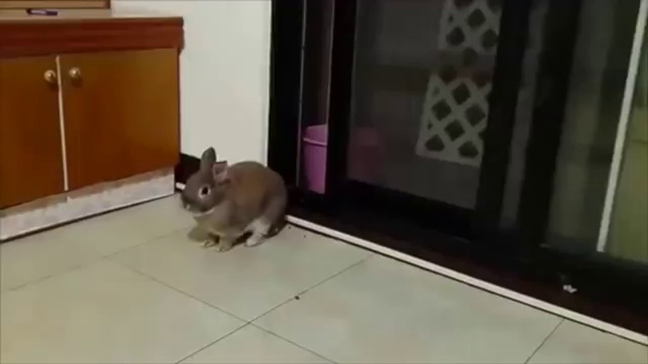 BUNNY OPEN THE DOOR BY HIMSELF