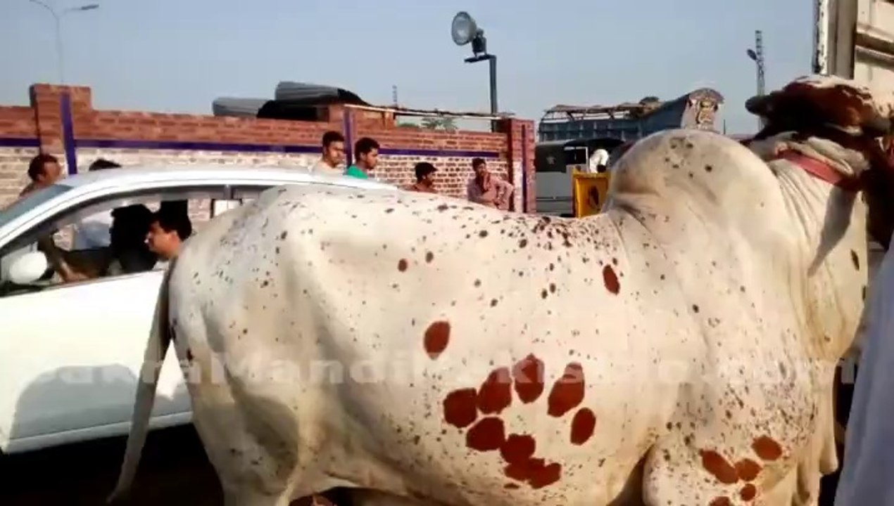 Cow
