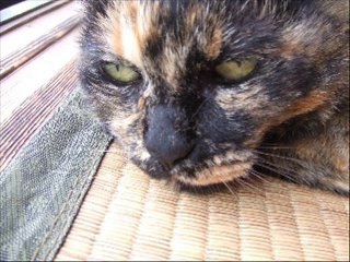 よい子の都市伝説講座第３回「猫レンジ」