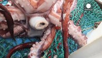 Nuova Zelanda, sotto esame il calamaro gigante