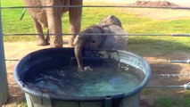 Yavru filin su ile tanışması