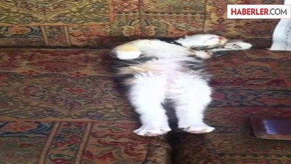 Bu Kedi Ne Yapıyor